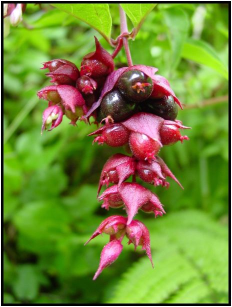 flora: flower: unknown flower : s-dsc012297.jpg