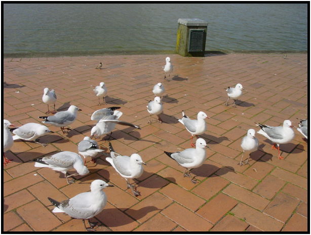 bird: sea gull : s-dsc012477.jpg