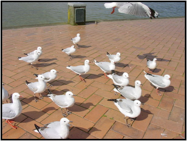 bird: sea gull : s-dsc012478.jpg