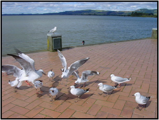 bird: sea gull : s-dsc012479.jpg