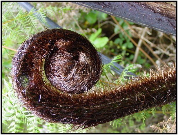 flora: leaf : s-dsc012455.jpg