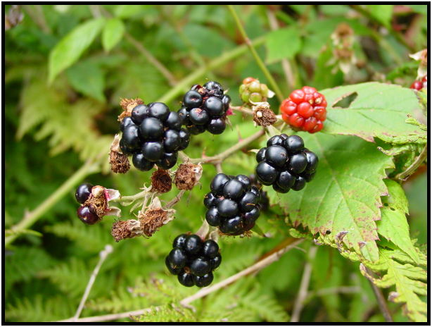 flora: berry: blackberry : s-dsc012461.jpg