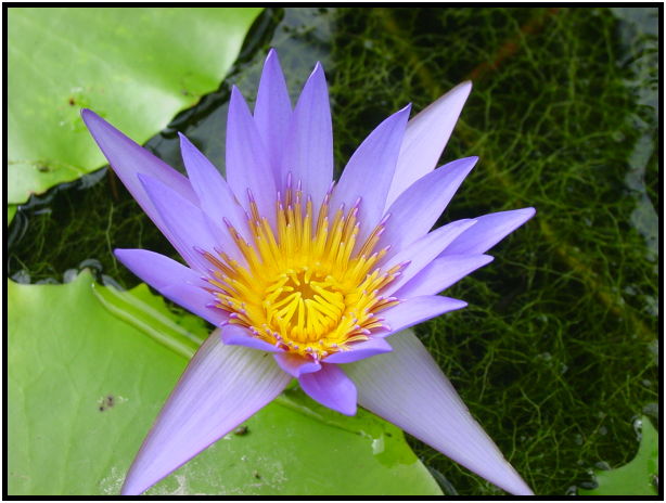 flora: flower: unknown flower : s-dsc012355.jpg