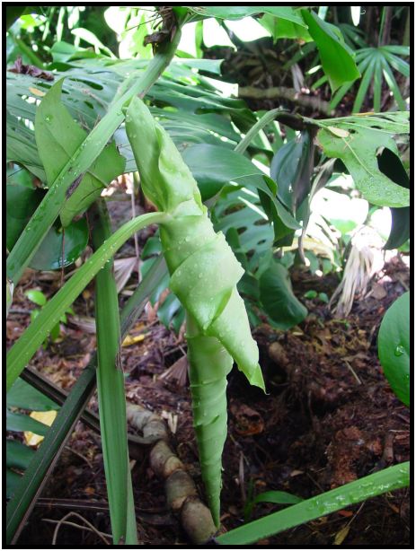 flora: leaf : s-dsc013243.jpg