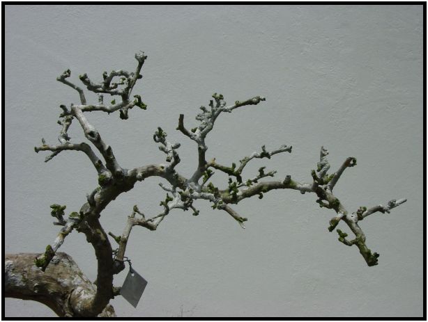 flora: tree: unknown tree : s-dsc012859.jpg