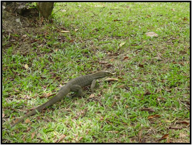 animal: lizard : s-dsc013282.jpg