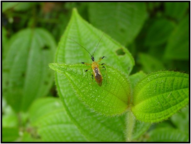 insect: bug : s-dsc012595.jpg