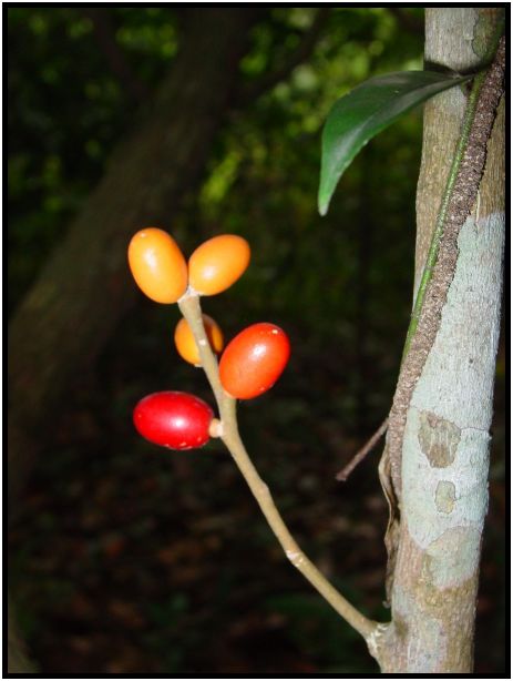 flora: fruit: unknown fruit : s-dsc012617.jpg
