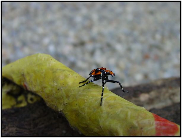 insect: bug : s-dsc012970.jpg