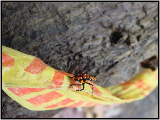 insect: bug : s-dsc012971.jpg