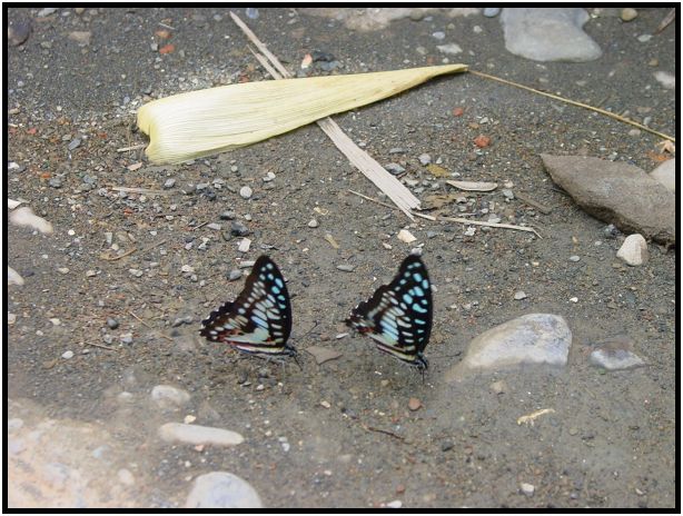 insect: butterfly : s-dsc012978.jpg