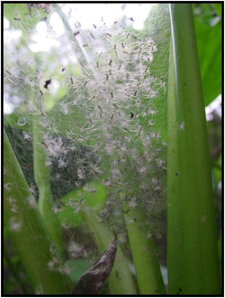 insect: spider : s-dsc013058.jpg