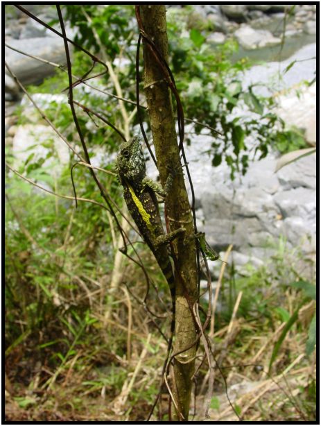 animal: lizard : s-dsc013115.jpg