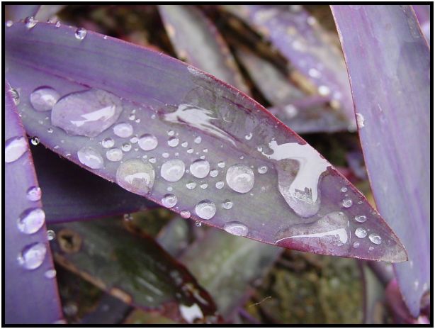 site: water: water droplet : s-dsc012954.jpg