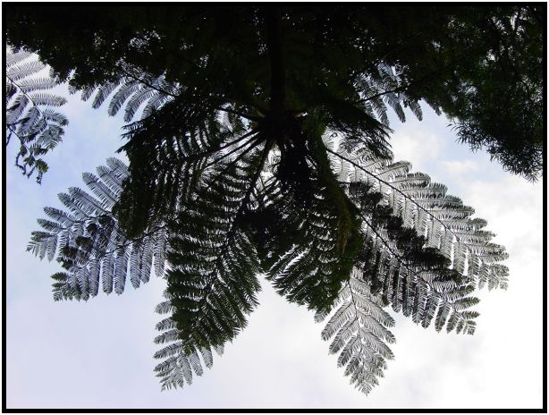 flora: leaf : s-dsc013014.jpg