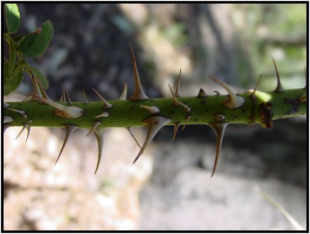 flora: thorn : s-dsc015914.jpg