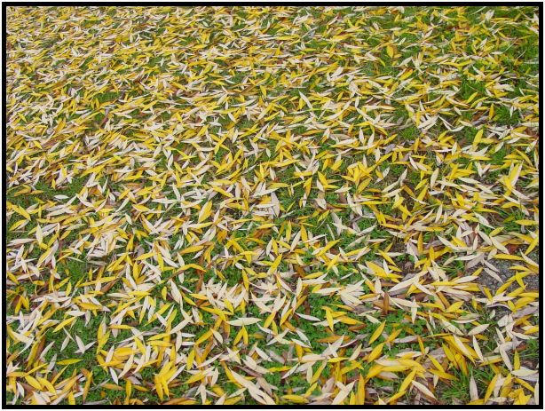 flora: leaf : s-dsc016503.jpg