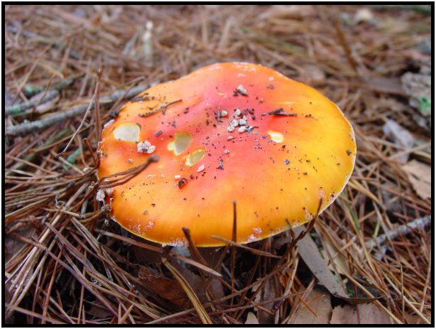 flora: mushroom: mushroom unknown : s-dsc016507.jpg