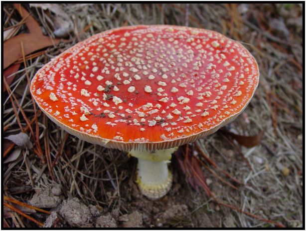 flora: mushroom: mushroom unknown : s-dsc016543.jpg