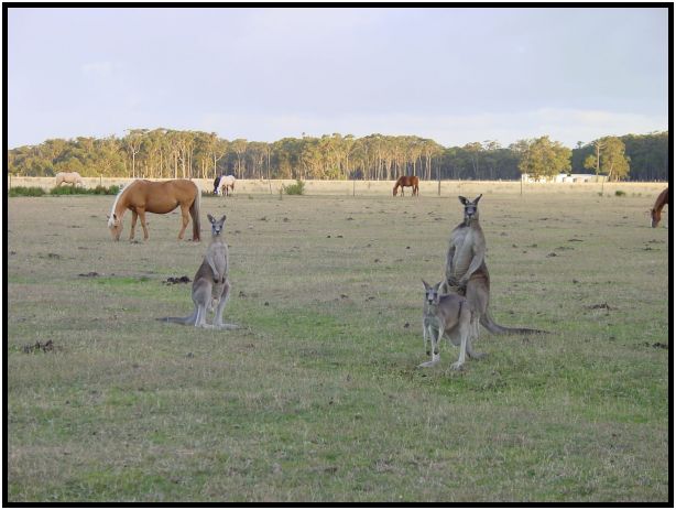 animal: kangaroo : s-dsc015562.jpg