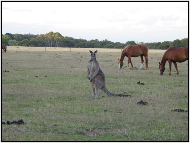 animal: kangaroo : s-dsc015565.jpg