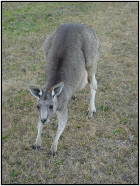 animal: kangaroo : s-dsc015569.jpg
