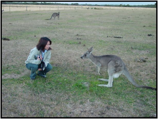 animal: kangaroo : s-dsc015579.jpg