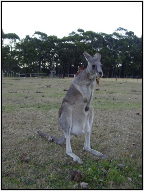 animal: kangaroo : s-dsc015581.jpg