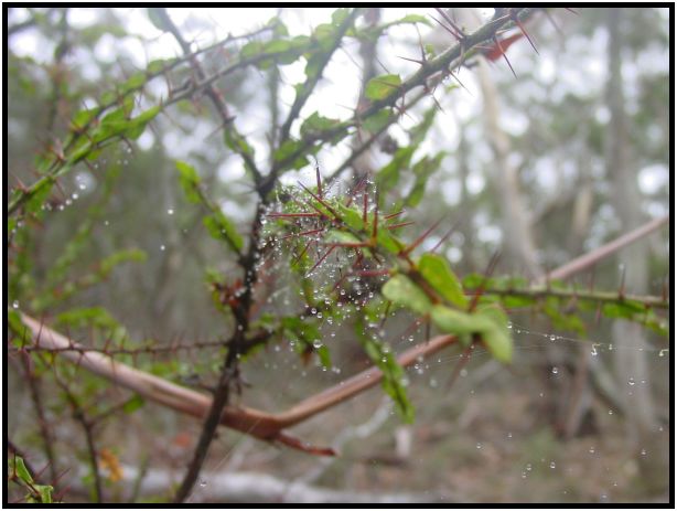 site: water: water droplet : s-dsc016020.jpg