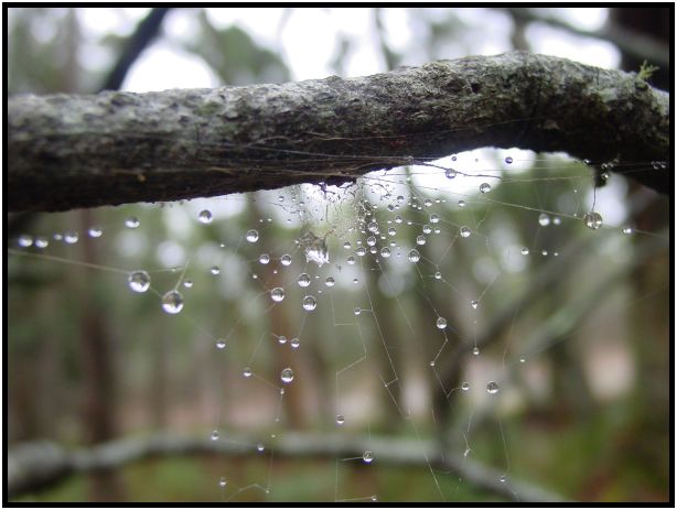 site: water: water droplet : s-dsc016032.jpg