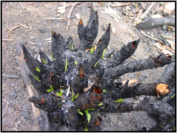 flora: tree: tree burned : s-dsc016062.jpg
