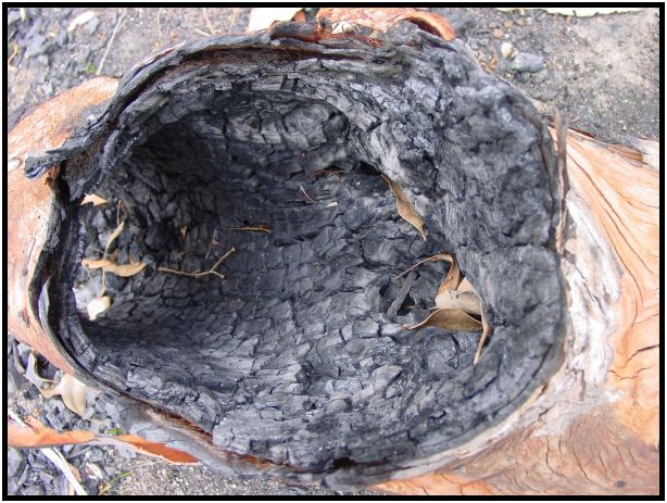 flora: tree: tree burned : s-dsc016064.jpg