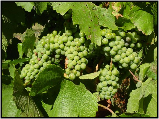 flora: fruit: grape : s-dsc015598.jpg
