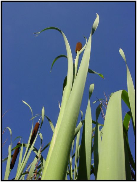flora: bush: reed : s-dsc015620.jpg