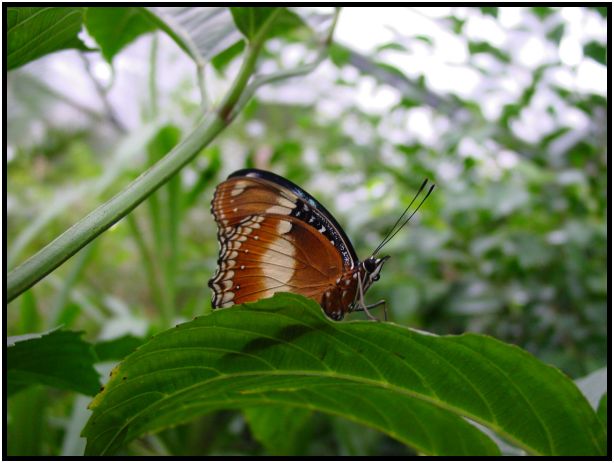 insect: butterfly : s-dsc015678.jpg