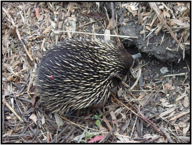 animal: echidna : s-dsc015711.jpg