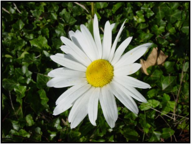 flora: flower: unknown flower : s-dsc016616.jpg