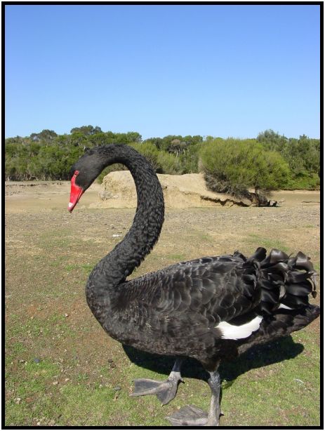 bird: swan : s-dsc016318.jpg