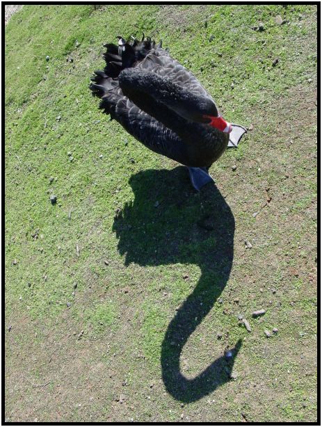 bird: swan : s-dsc016326.jpg
