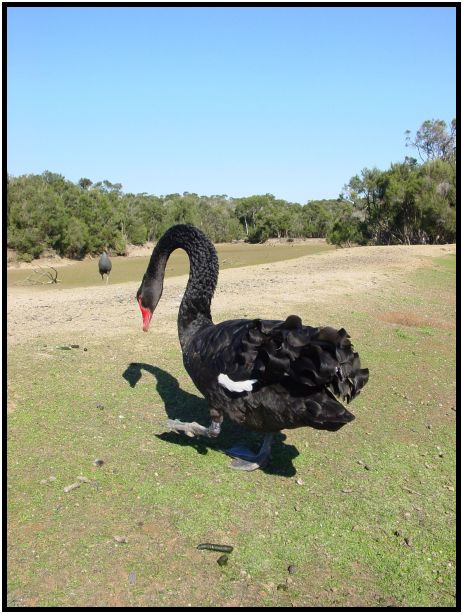 bird: swan : s-dsc016328.jpg