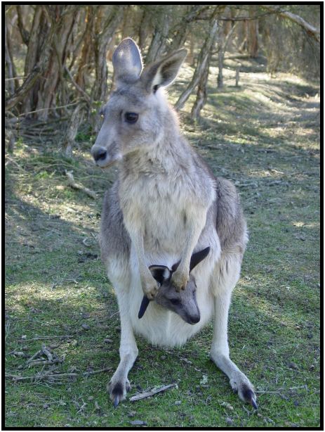 place: Australia: Victoria: Philip Island : s-dsc016314.jpg