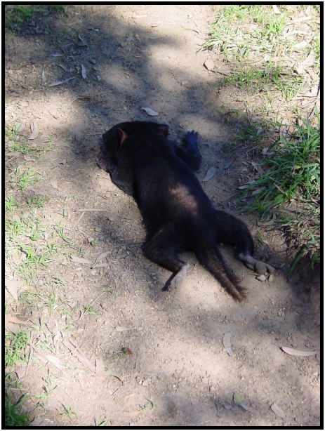 animal: tasmanian devil : s-dsc016348.jpg