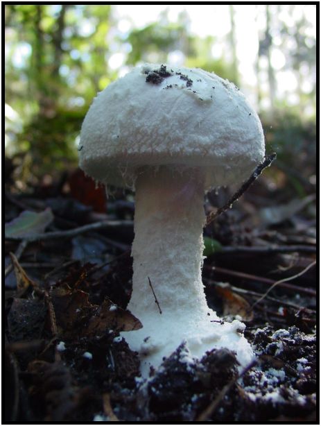 place: Australia: Victoria: Sherbrook Forest : s-dsc016421.jpg