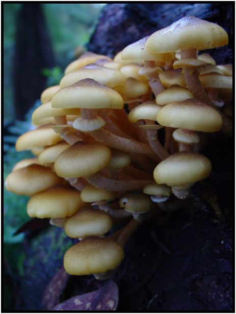 flora: mushroom: mushroom unknown : s-dsc016488.jpg
