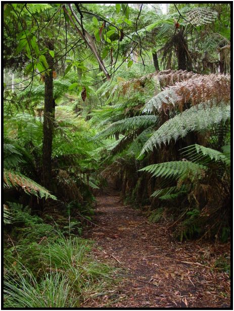flora: tree: fern tree : s-dsc015742.jpg