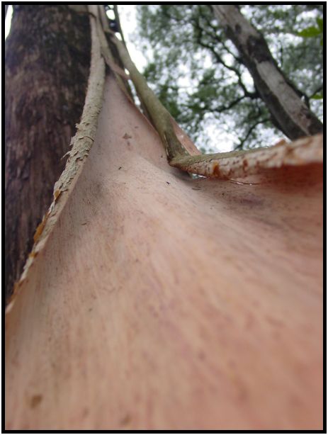 flora: tree: tree bark : s-dsc015750.jpg