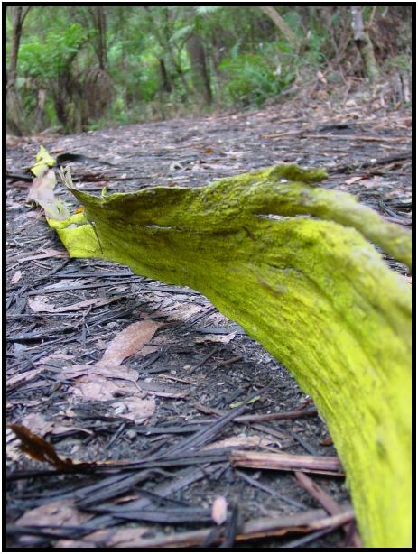 flora: tree: tree bark : s-dsc015764.jpg