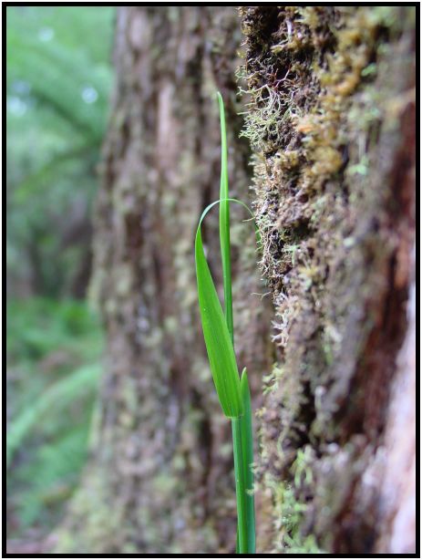 place: Australia: Victoria: Sherbrook Forest : s-dsc015774.jpg