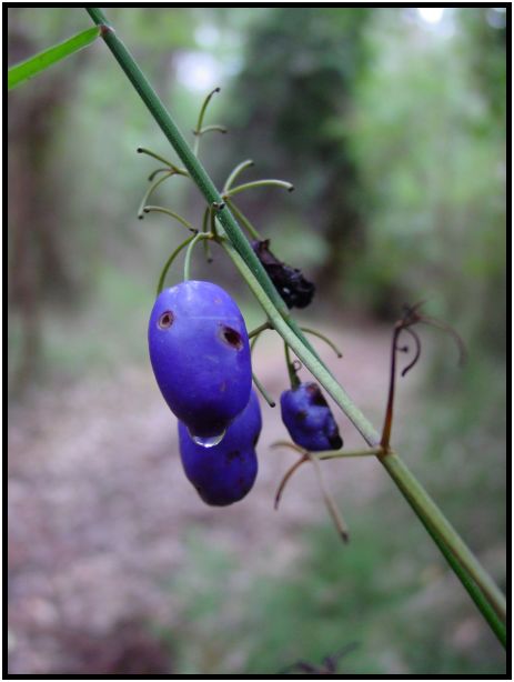 flora: fruit: unknown fruit : s-dsc015795.jpg