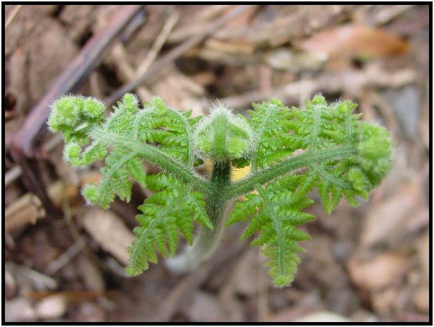 flora: leaf : s-dsc015805.jpg